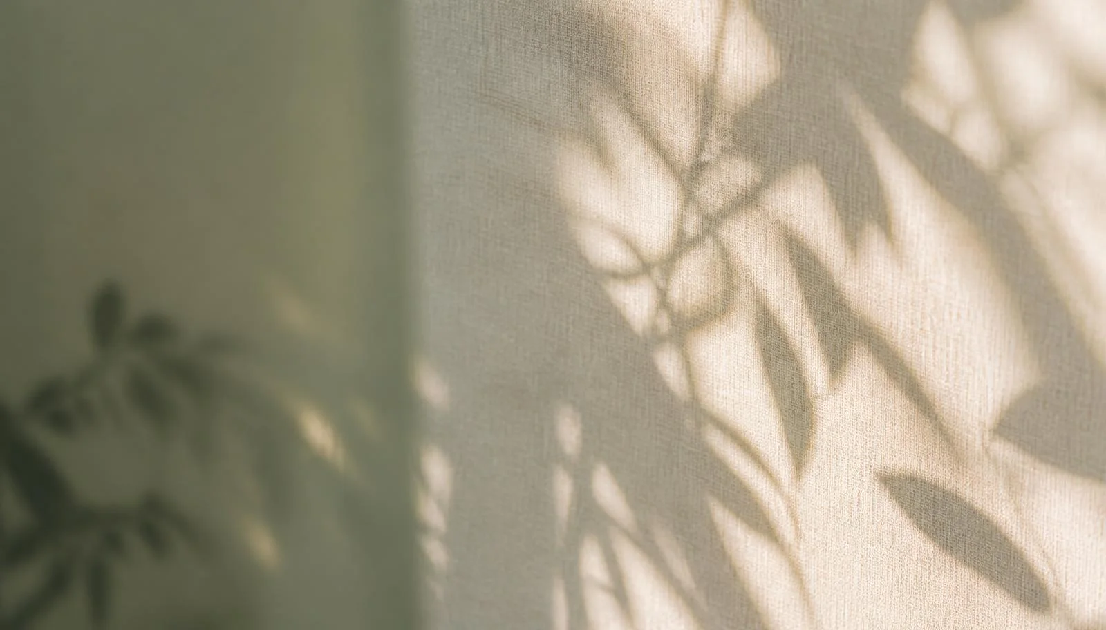 Ombres de feuillage sur un mur clair, atmosphère de Maison Sama