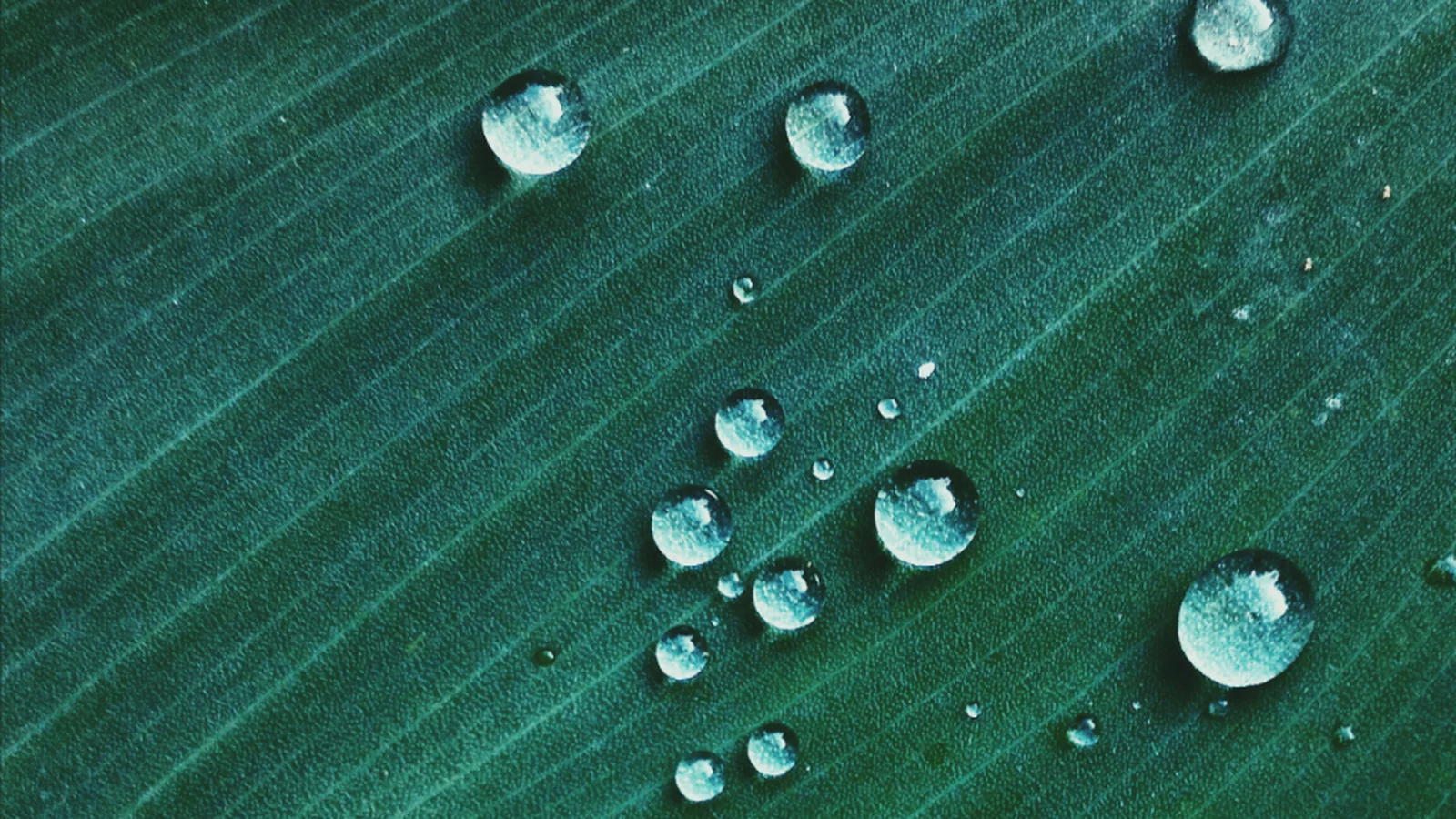 Rosée du matin sur des graminées, image d'ambiance